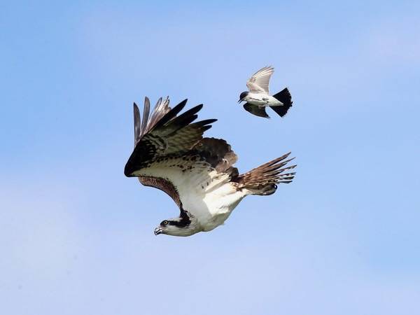 Osprey being harassed by an Eastern Kingbird by tcmurray74 is licensed under CC BY-NC 2.0